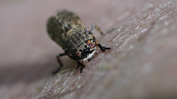 Myggor och andra insekter